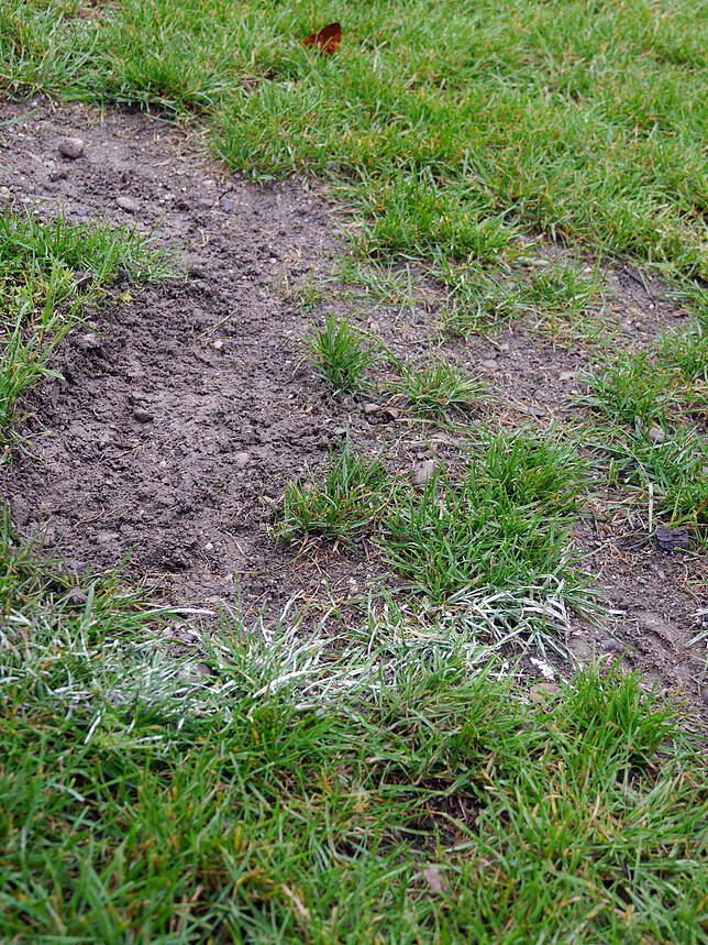 Für den Spielbetrieb unmöglich: Grobe Steine liegen auf dem Rasenplatz am Fohrenbühl. „Beim Rugby kommt man oft mit dem Gesicht ...