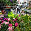 Frühjahrseinkauf für den heimischen Garten: Das geht seit dem 1. März wieder.