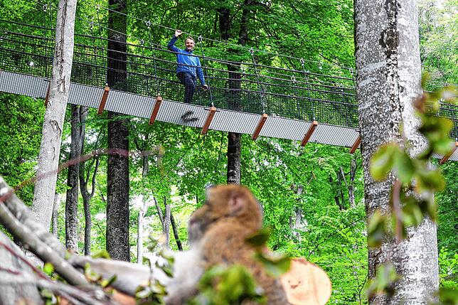 Affenberg-Direktor Roland Hilgartner auf dem neu eröffneten Treewalk. Er freut sich, dass sich die Berberaffen (vorne) bereits in der ...