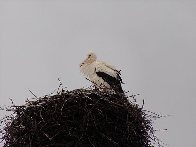 Früher als erwartet bezog der Weißstorch sein Quartier in Wolterdingen. Bild: Anita Reichart