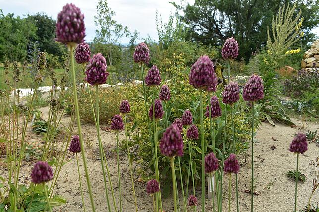 Wildblumeninseln werten Rasenflächen ökologisch auf.