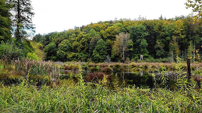 Ein namenloser Weiher