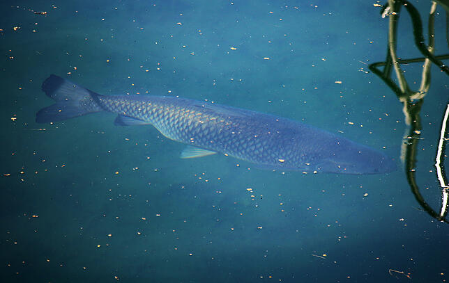 Dieser Döbel gehört zu den Fischen, die sich im Mantelhafen ganz offensichtlich wohlfühlen. Dieses Exemplar ist etwa einen halben Meter ...