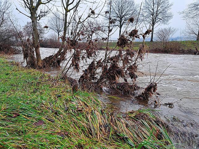 Auch die Wutach beschlagnahmt langsam Teile des Ufers, wie hier in Horheim.