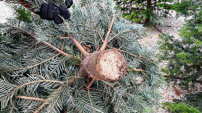 Auch auf den Abschlag eines Baumes kommt es an. Bei einem frischen Abschlag weist der Stamm keine Risse oder gräuliche Verfärbungen auf.
