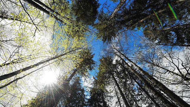 Künftig sollen in Wehr Bestattungen im Wald möglich sein. (Symbolbild)