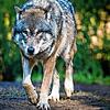 Der Wolf ist auf der Baar angekommen. Zwei getötete Schafe auf der Gemarkung Donaueschingen gehen auf sein Konto. Bild: Patrick Pleul/dpa