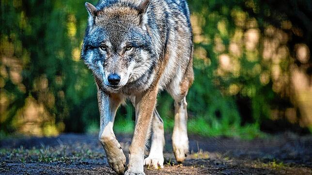 Der Wolf ist auf der Baar angekommen. Zwei getötete Schafe auf der Gemarkung Donaueschingen gehen auf sein Konto. Bild: Patrick Pleul/dpa