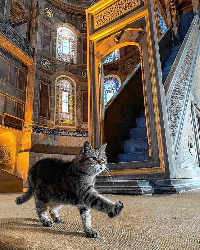 Gli war ein gefragte Fotomotiv vieler Touristen, die sich die Hagia Sophia ansahen. Auch auf dem Instagram-Account von @mumuizm ist Gli ...
