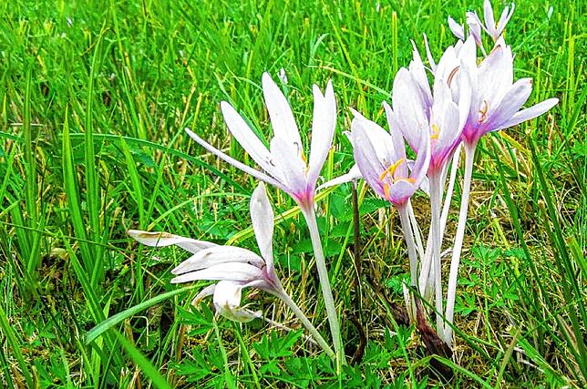 Die zartlila Blüten der Herbstzeitlose, die erst Ende August erscheinen, und die Blätter sind sehr giftig und können die Mahd eines ...