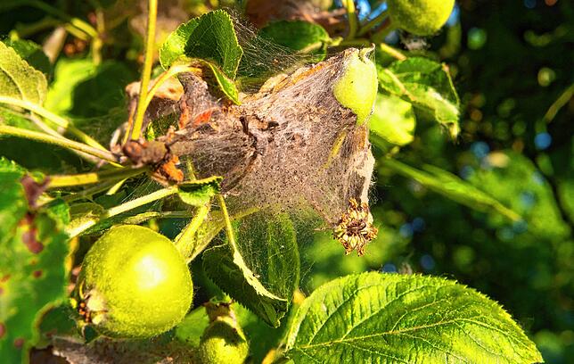Die Apfelbaumgespinstmotten bilden Gespinste am Apfelbaum. In diesen kann man ihnen nur schwer zu Leibe rücken