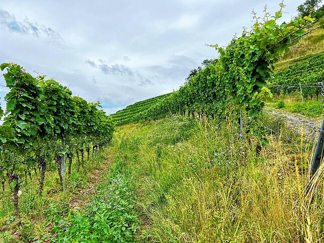 Zu Besuch bei den Vollmayers – Malerische Landschaften, mit Weinreben, bis zu den Spitzen der Hügel. Warum die Trauben von ganz oben ...