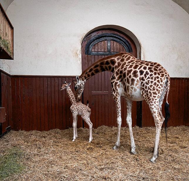 Das Kordofan Giraffenbaby Vizuri mit seiner Mutter Sophie im Stall des Zoos Basel.