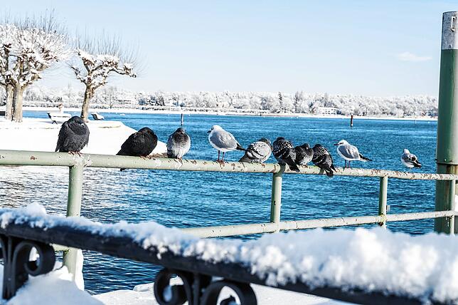 Bild 13: Dick verschneites Konstanz: Und dann kam die Sonne ... &ndash; die schönsten Bilder vom Freitag