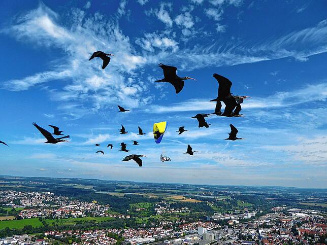 Eindrücke von der menschengeführten Migration im Jahr 2019 von Heiligenberg in die Toskana. Das zweite Projekt am Segelflugplatz in ...