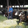 Der Landwirt und das liebe Vieh: Auf seinem Bio-Hof in Oberweschnegg versorgt Oswald Tröndle derzeit seine Milchkühe im Stall, denn auf ...