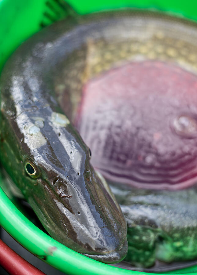 Bild 5: Mit dem Hecht-König von Konstanz auf Fischfang