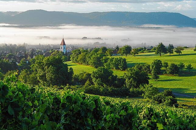 Idyllischer Blick auf Erzingen: Im Vordergrund die Weinreben, im Hintergrund die Kirche St. Georg, der Ortsteil wird vom Nebel bedeckt.