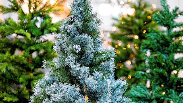 Bild : Weihnachtsbaum-Kauf: Wie man den perfekten Baum findet und ihn pflegt