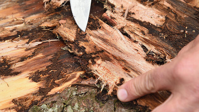 An den dunklen Stellen sind die Gänge der Borkenkäfer im Holz zu erkennen. Zur Zeit finden die Mitarbeiter wieder vermehrt befallene ...