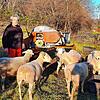 Schäfer Michael Schopf mit seinen Schafen auf einer seiner Weiden. Immer wieder drängen Hunde durch den Zaun und erschrecken die Schafe.
