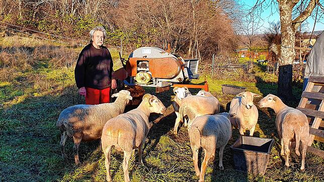 Schäfer Michael Schopf mit seinen Schafen auf einer seiner Weiden. Immer wieder drängen Hunde durch den Zaun und erschrecken die Schafe.