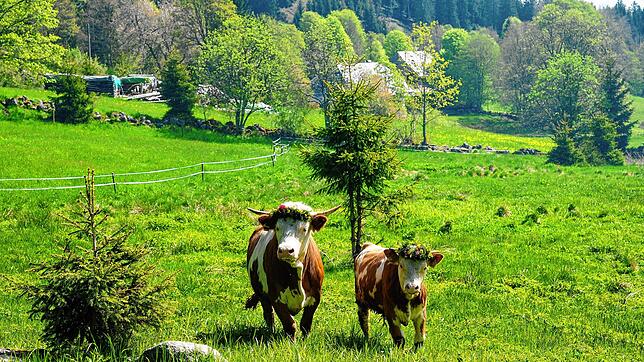 Von Anfang an dicke Freunde sind Ochse Ludwig (links) und das Hinterwälder Weiderind Severin auf der Weide bei Blasiwald.
