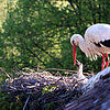 Bild :