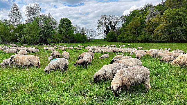 Alle zwei bis drei Tage treibt Elischa Serpi ihre Schafe auf eine andere Weide, damit sie genügend Futter haben. An diesem Tag grasen ...