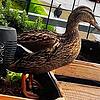 Ente Rosi hat mit den Pflanzenkisten auf dem Balkon von Sarah Spießer und Björn Eßlinger einen geschützten, sicheren Brutplatz gefunden.