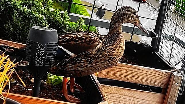 Ente Rosi hat mit den Pflanzenkisten auf dem Balkon von Sarah Spießer und Björn Eßlinger einen geschützten, sicheren Brutplatz gefunden.