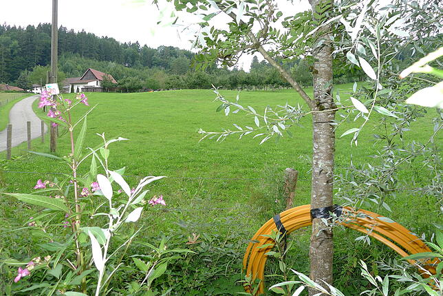 Nahezu abgeschlossen ist die Verlegung von Glasfaser im Bereich der Bürgerinitiative. Hier ist das Leerrohr in Weißenbach unweit von ...