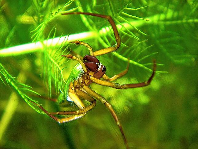 8. Wasserspinne