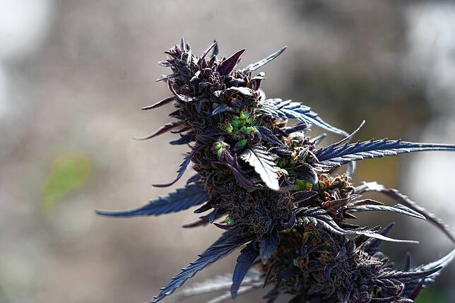 &bdquo;Black Beauty&ldquo; (schwarze Schönheit): Die schwarze, bisweilen lila schimmernde Cannabispflanze ist nur eine von vielen Sorten ...