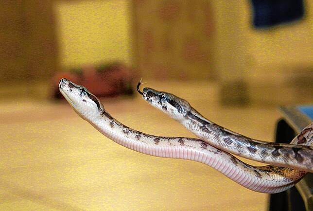 Zwei der 42 Boa-constrictor-Babys aus dem Reptilienhaus Unteruhldingen.