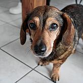 Karl der Dackel hat schon 15 Jahre auf dem Buckel und den süßen Hundeblick immer noch drauf.