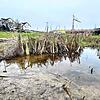 Das Wasser in dieser Senke fließt nicht ab. Im Sommer tummeln sich hier Frösche. Auch der geschützte Laubfrosch?