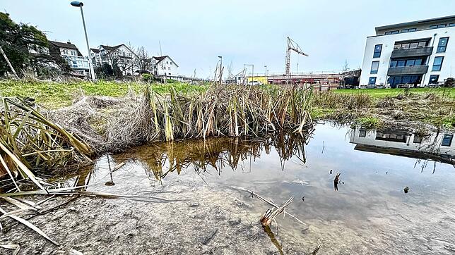 Das Wasser in dieser Senke fließt nicht ab. Im Sommer tummeln sich hier Frösche. Auch der geschützte Laubfrosch?