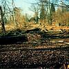 Kahlschlag im Uferpark auf dem Gelände des Diakonissenheims 1998: Rund 80 Bäume wurden damals im Landschaftsschutzgebiet gefällt. Warum, ...