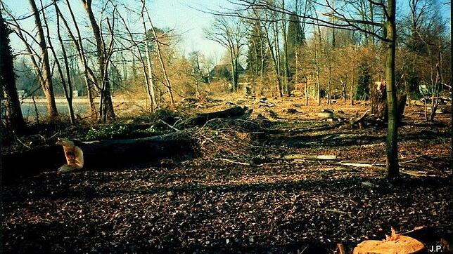 Kahlschlag im Uferpark auf dem Gelände des Diakonissenheims 1998: Rund 80 Bäume wurden damals im Landschaftsschutzgebiet gefällt. Warum, ...