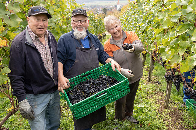 Die Weinlese wird heute oft maschinell durchgeführt. Aber auch Erntehelfer kommen zum Einsatz. Hier eine Rentnergruppe aus Löffingen ...