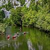 Das Paddeln auf der Donau durch das wildromantische Donautal gehört für viele Naturfreunde zu den Höhepunkten des Sommers.