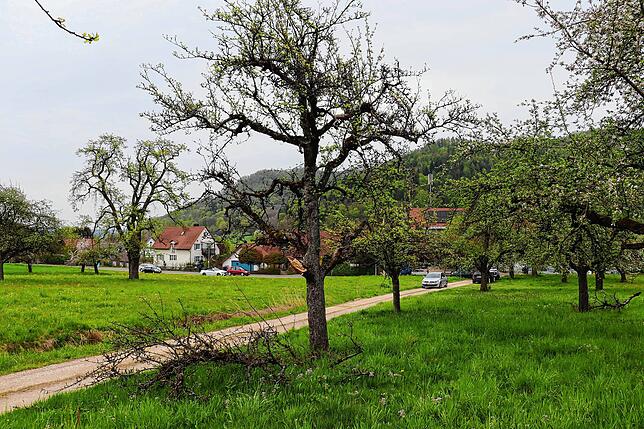 Bild 4: Streit um das Freiwiesle: So sieht die Streuobstwiese aktuell aus