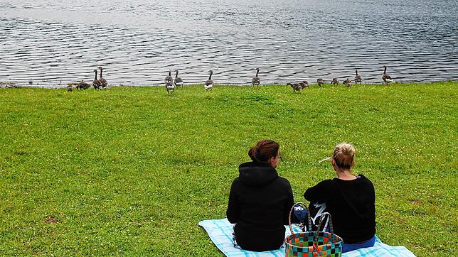 Gänse am Strand, Menschen auf der Wiese &ndash; die Behörden sehen das Miteinander nicht so harmonisch.
