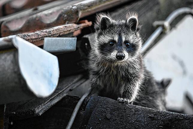 Ein junger Waschbär schaut von einem Dach herunter. (Archivbild vom 18.06.2023)