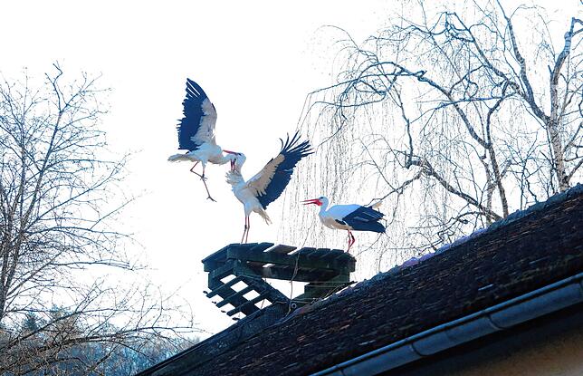 Hier tragen zwei Widersacher den Kampf aus, wer mit Storch rechts den Nistplatz teilen darf. Dabei kann es auch schon mal zu ...