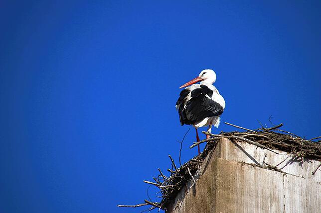 Bild 17: Traute Zweisamkeit: Die Störche Hans und Nelli II sind wieder in ihr Nest in der Oberstadt zurückgekehrt