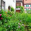 Zur Bibelgalerie Meersburg gehört auch der Bibel- und Kräutergarten, der immer zugänglich ist. Das Museum hat zunächst eingeschränkte ...