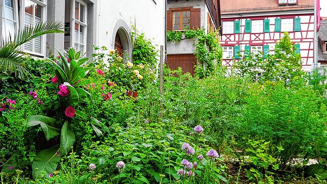 Zur Bibelgalerie Meersburg gehört auch der Bibel- und Kräutergarten, der immer zugänglich ist. Das Museum hat zunächst eingeschränkte ...