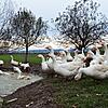 Gänse sind Wasservögel und verbringen ihre Zeit gerne beim Planschen im Teich. Eine Rangordnung gibt es beim Baden nicht, jede Gans darf ...